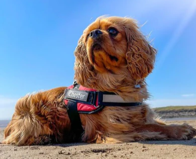HALOFIT HARNESS