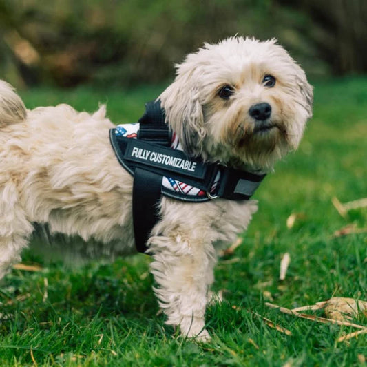 HALOFIT HARNESS